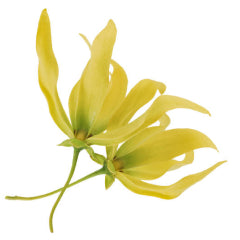 イランイラン